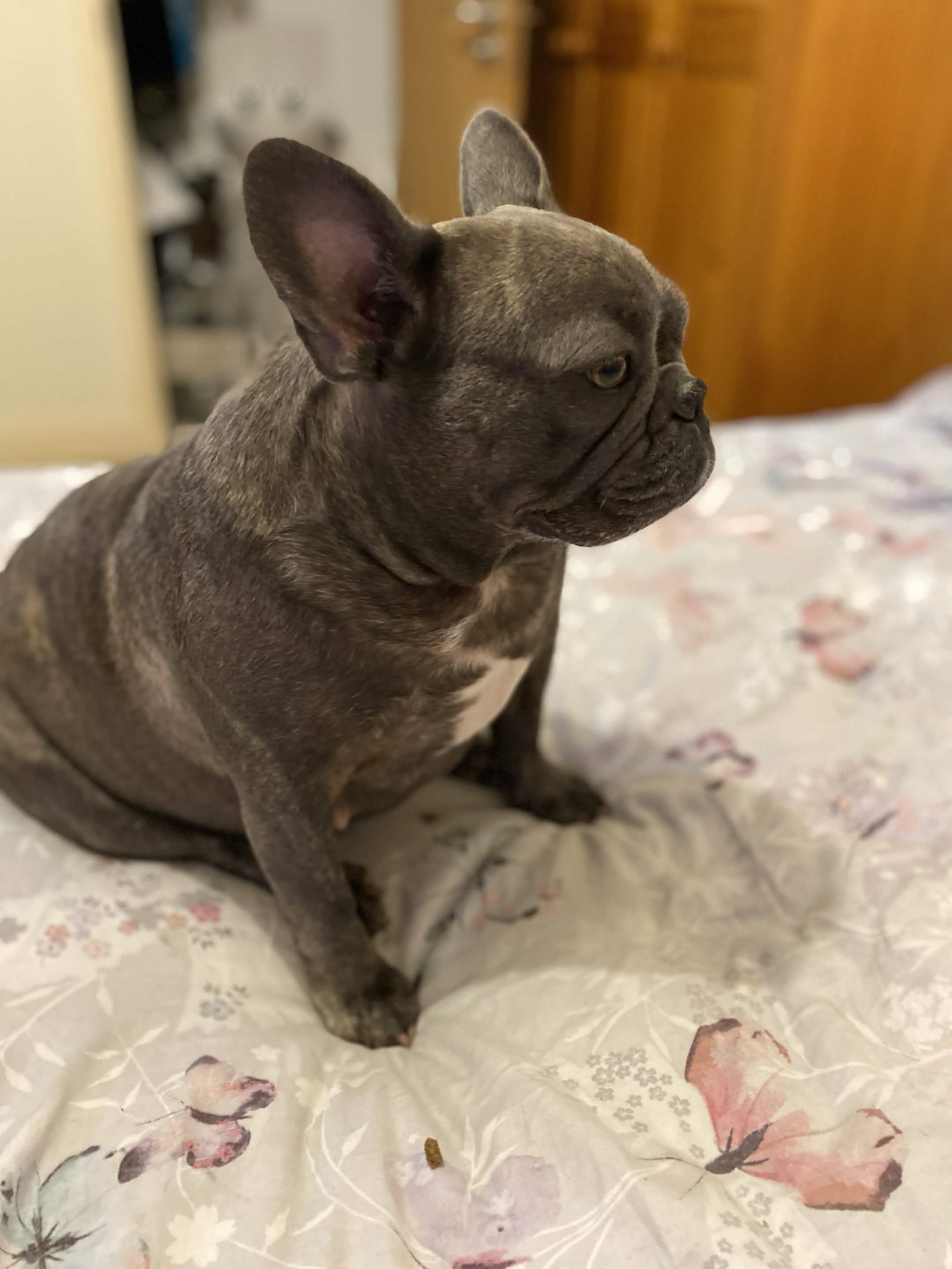 lulu Big 1