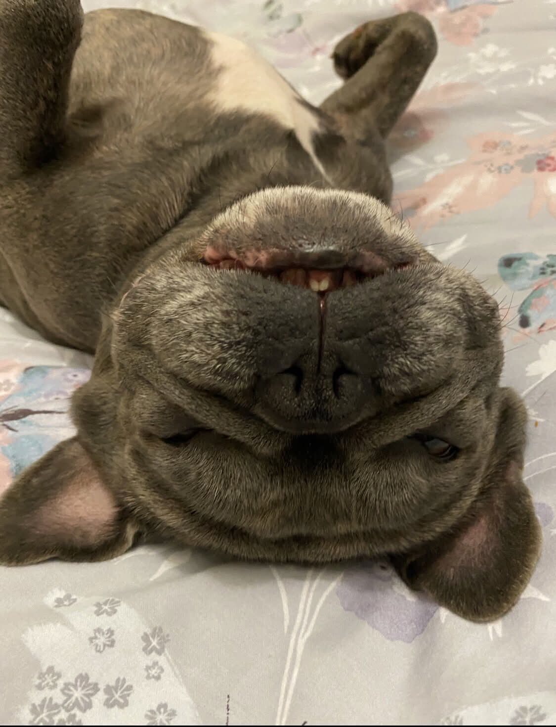 lulu Big 2