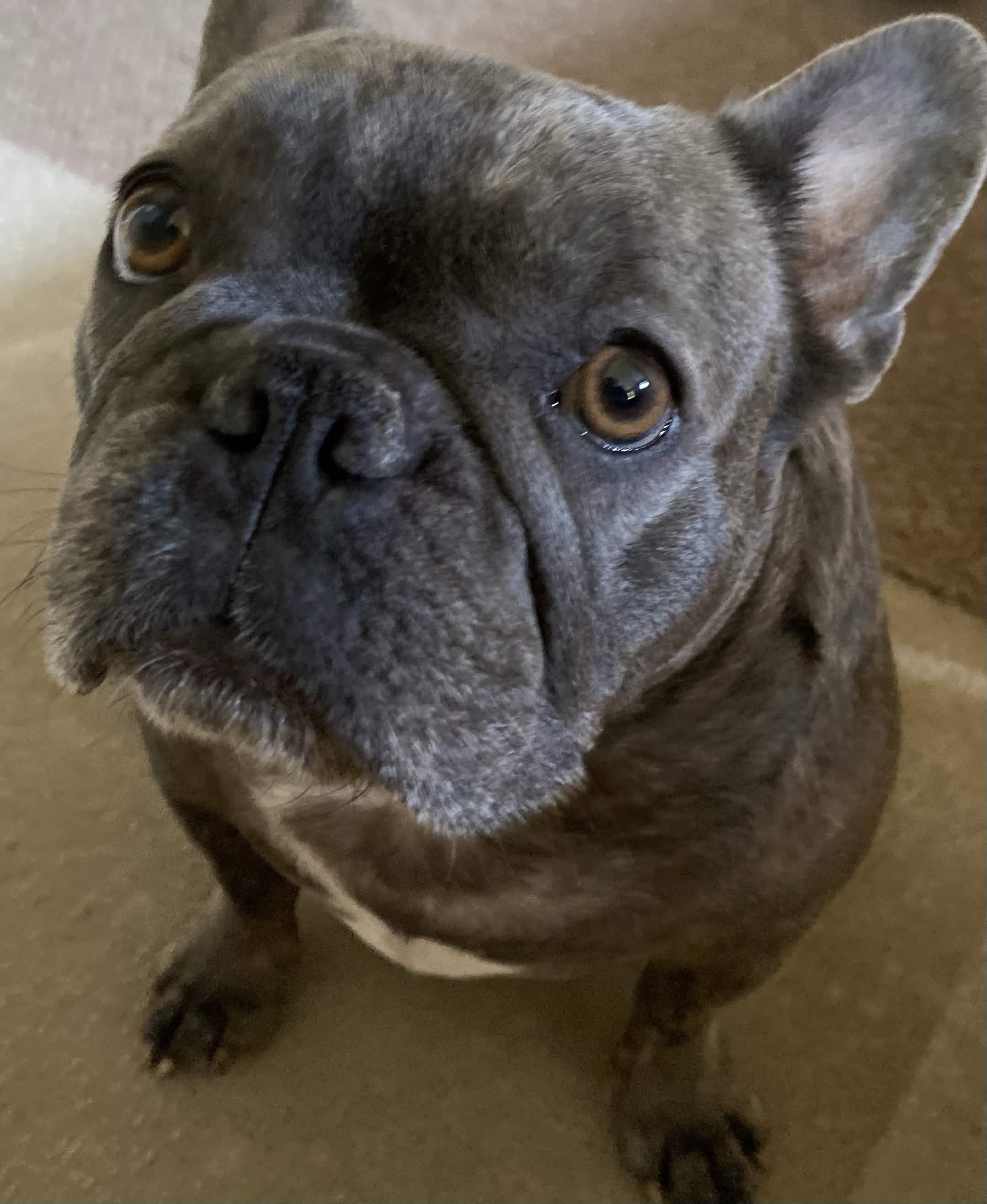 lulu Big 4