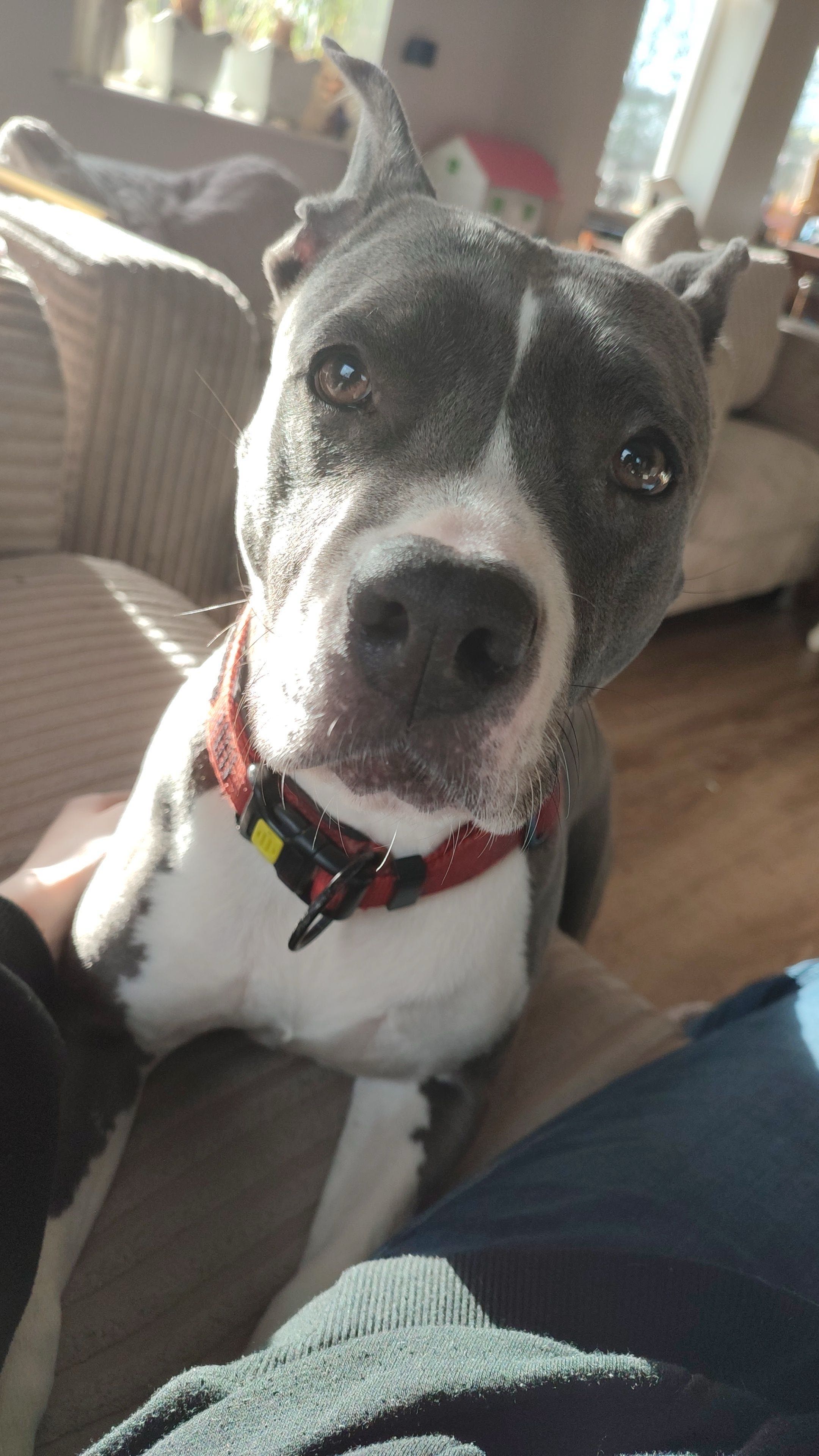 Pip Big 1