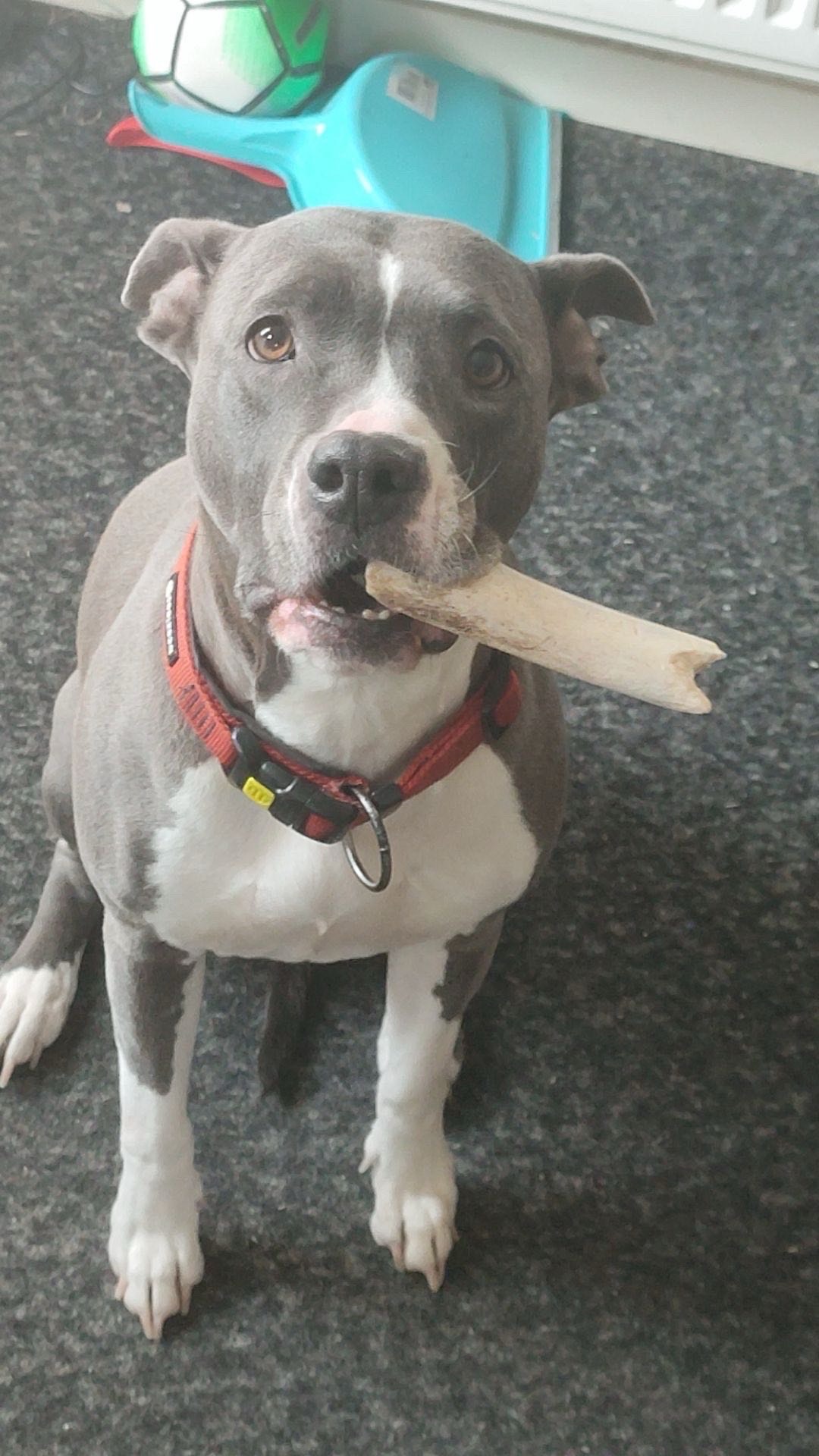 Pip Big 2